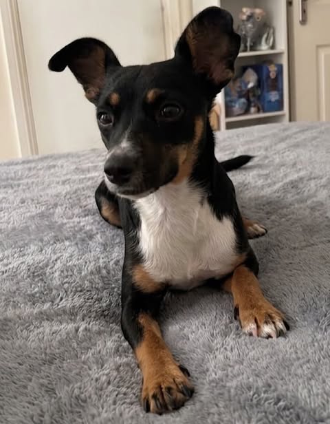 A small black‑and‑tan dog with upright ears lies on a soft gray blanket, looking slightly to the side. The dog is indoors, with a white door and a shelf of figurines visible in the background.