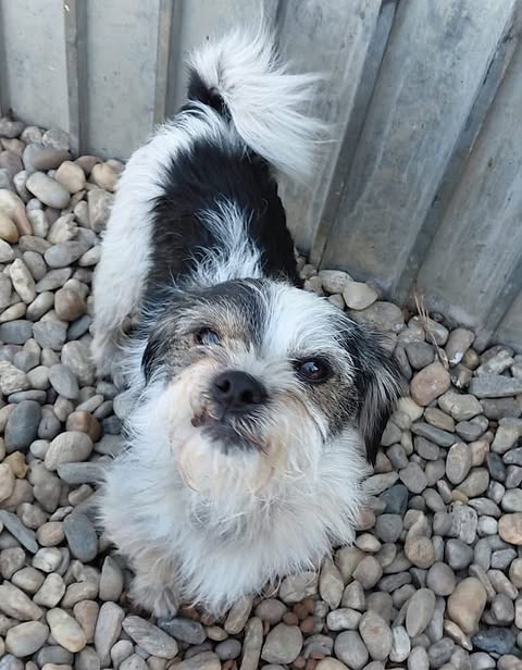 A small white dog with black patches stands on rounded stones, looking up toward the camera. A corrugated metal wall is behind it.