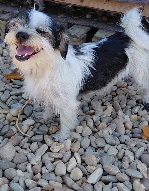 A small white dog with black patches stands on light pebbles, looking upward with its mouth open. Wooden boards and stones are visible in the background.