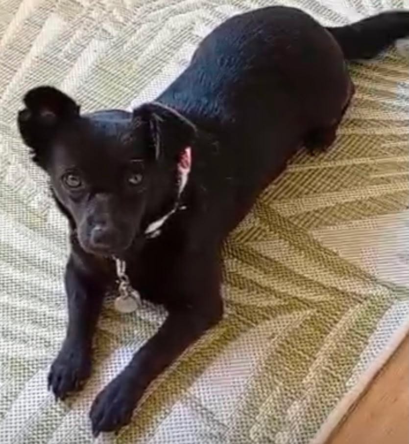 A small black dog with short fur and upright ears lies on a geometric patterned rug indoors, wearing a collar with an ID tag. The dog is resting calmly with its head down, and part of a wooden floor is visible at the edge of the scene.