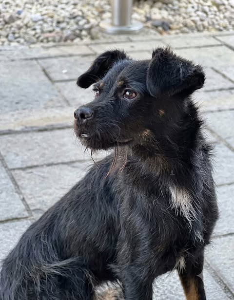 Small black dog with short fur and light grey patches on its chest sits on stone paving, looking up with upright ears and an attentive expression. White pebbles and a metal pole appear in the background.