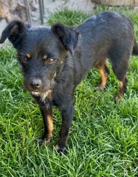 Small black dog with short fur and light grey around the muzzle stands on green grass, looking toward the camera with upright ears slightly angled outward. A low stone wall and more lawn appear softly in the background.