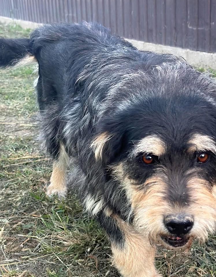 A close up image of a shaggy black dog with tan markings standing on grass and looking toward the camera.