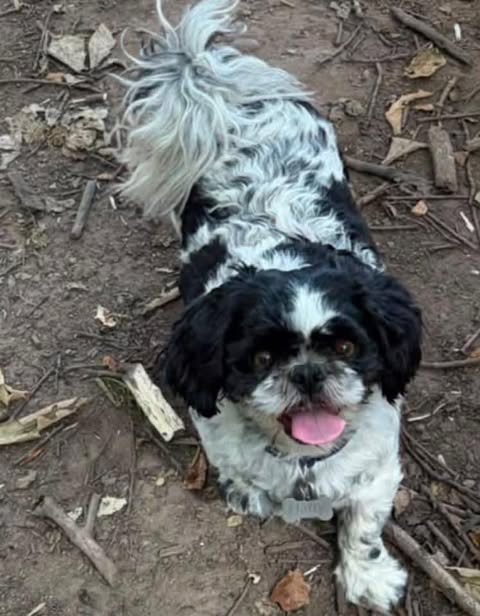 Small black‑and‑white dog standing on a dirt ground covered with dry leaves and twigs, looking up toward the camera with its mouth open and tongue slightly out.