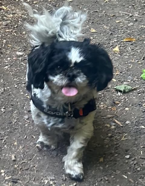 Small black‑and‑white dog walking along a dirt path scattered with stones, twigs, and leaves, wearing a black harness and looking up with its tongue visible.