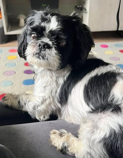 Small black‑and‑white dog sitting on a dark surface indoors, looking toward the camera, with a colourful circular‑patterned rug and furniture visible in the background.