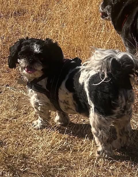 Small black‑and‑white dog standing on sunlit dry grass, wearing a black harness, with another mostly black dog partially visible behind.