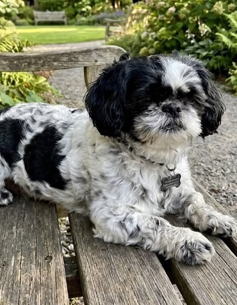 Black and white small dog lying on a wooden garden bench, with gravel paths and flowering plants in the background.