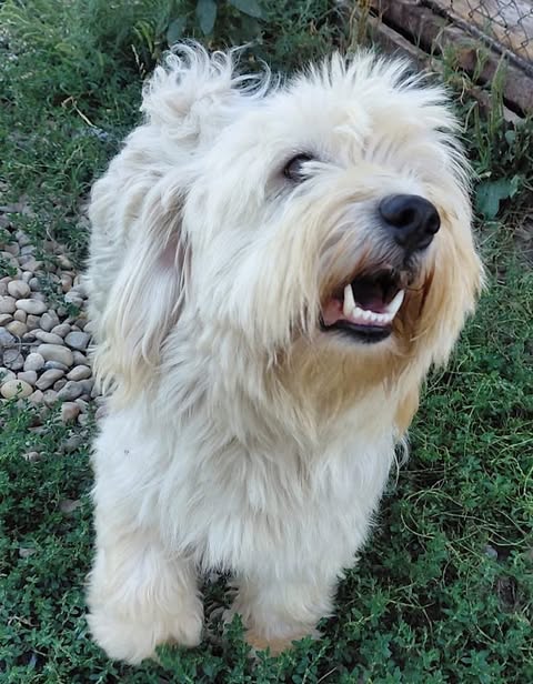 A small, fluffy light‑colored dog stands on grass beside a patch of stones, looking up with its mouth slightly open. A wire fence and wooden planks appear in the background.