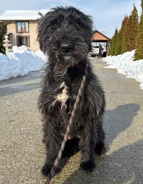 A black, medium-sized dog with a slightly shaggy coat and a white patch on its chest sits on a paved path, with snow piled along the sides and evergreen trees in the background.