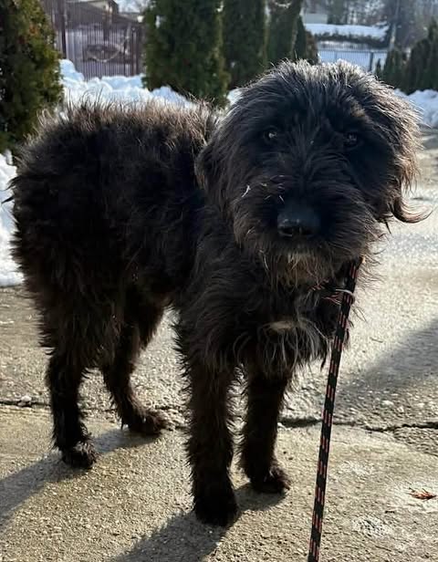 A black, shaggy‑coated dog stands on a paved surface outdoors, attached to a black‑and‑red leash. Snow, evergreen trees, and a fence are visible in the background.