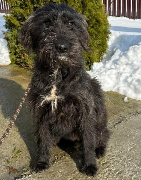  A black, shaggy‑coated dog with a small white patch on its chest sits on a concrete surface outdoors, with snow and a green bush in the background. A leash is attached to its collar.