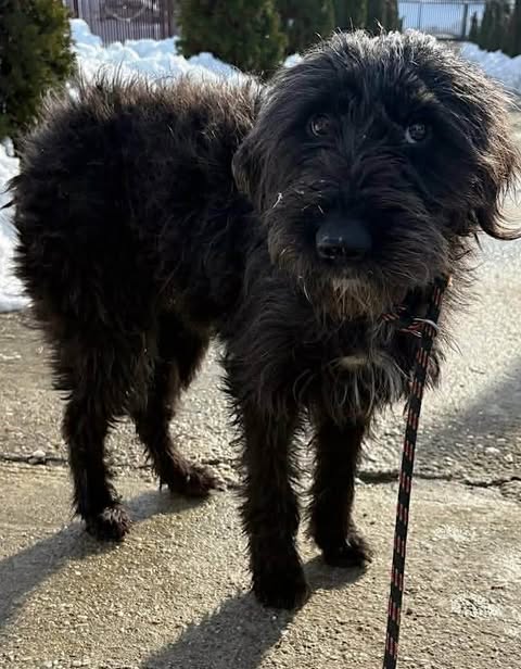 A black, shaggy‑haired dog with a curly coat stands on a paved surface, attached to a black‑and‑orange leash. Snow and evergreen shrubs line the background.