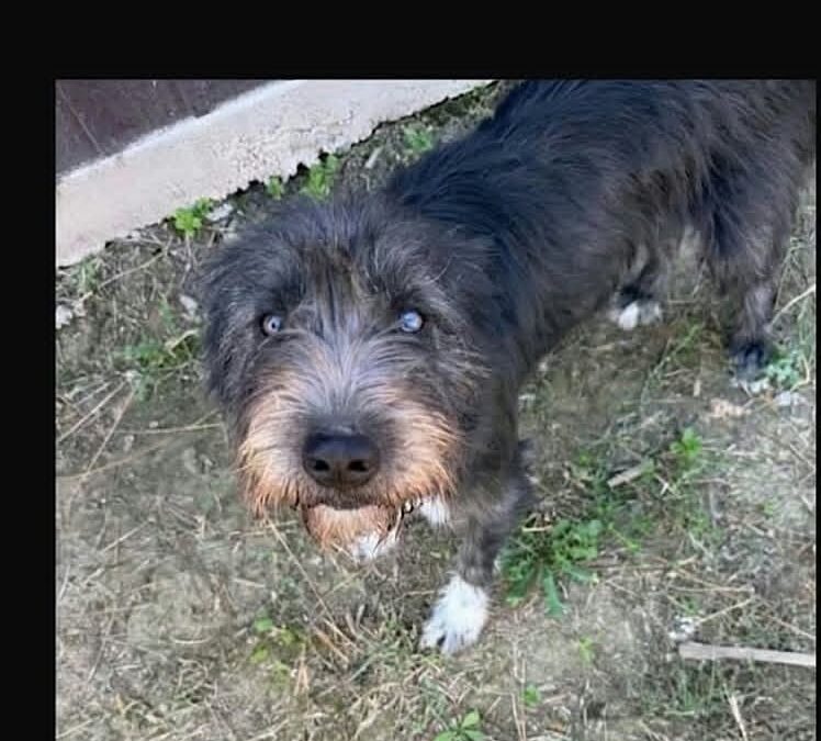 Hector: Reserved