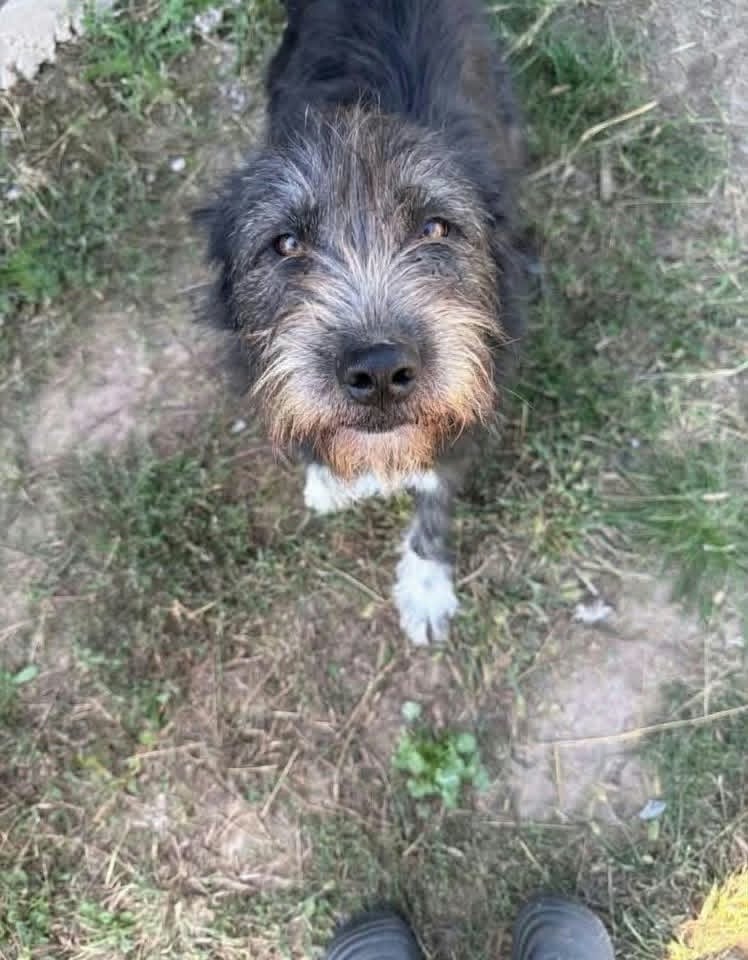 A wiry dark‑grey and brown dog with a lighter muzzle and one white paw looks up at the camera while standing on grass and dirt.