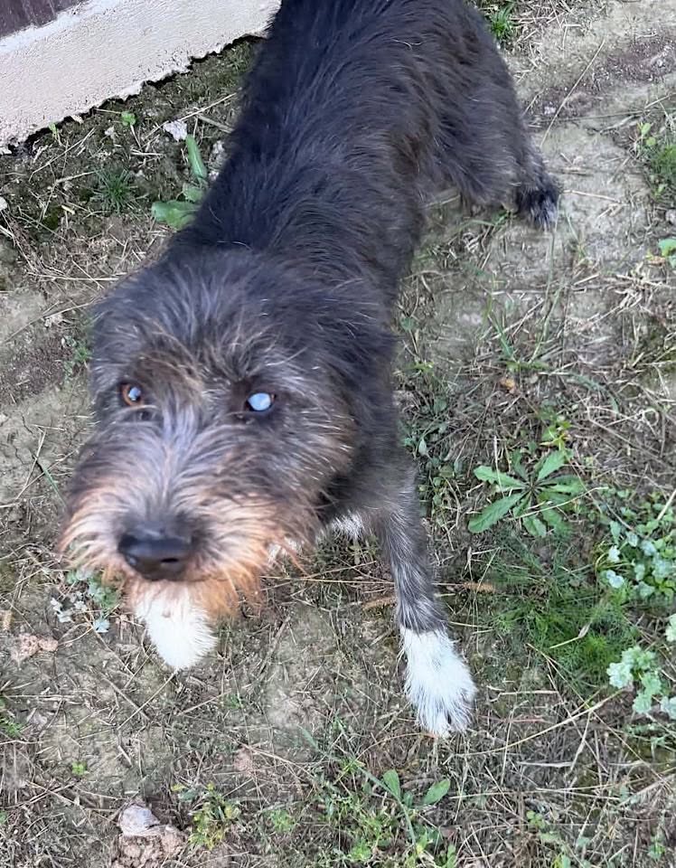 A small, wiry dark‑grey dog with lighter fur on its muzzle and paws looks up at the camera while standing on dry grass near a wall.