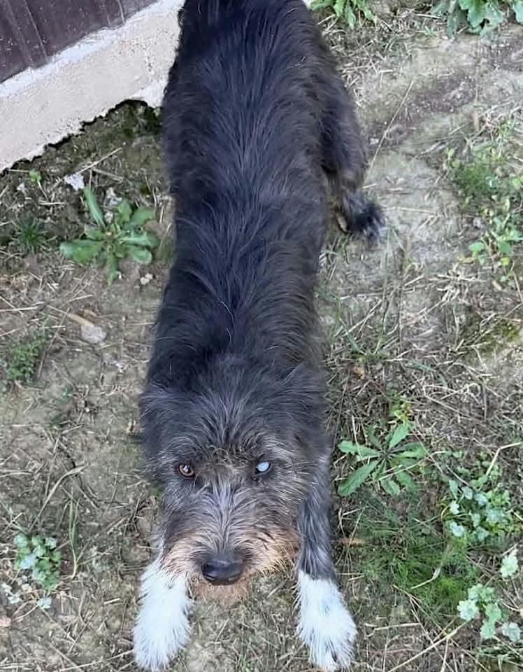 A wiry dark‑grey dog with white paws and a lighter muzzle looks up at the camera while standing on dry ground near a concrete wall.