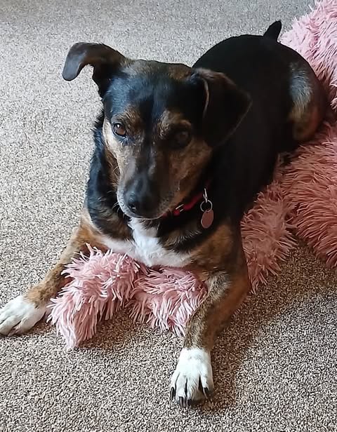A medium‑sized dog with black, brown, and white short fur lies on a textured pink blanket on a carpeted floor, looking slightly toward the camera while wearing a collar with a tag.