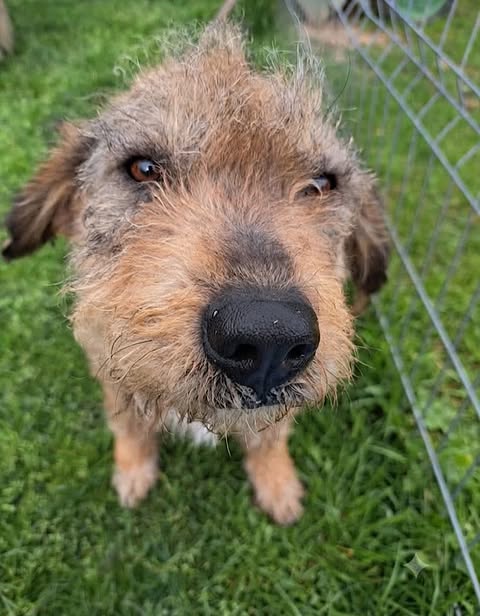 A scruffy, brown‑and‑grey dog with a wiry coat looks toward the camera, its large black nose and expressive brown eyes filling most of the frame. Green grass and a wire fence sit softly out of focus behind it, suggesting an outdoor enclosure.