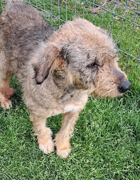 A medium‑sized dog with a curly, wiry brown‑and‑grey coat stands on green grass beside a wire fence, its floppy ears and scruffy face clearly visible in the natural outdoor light.