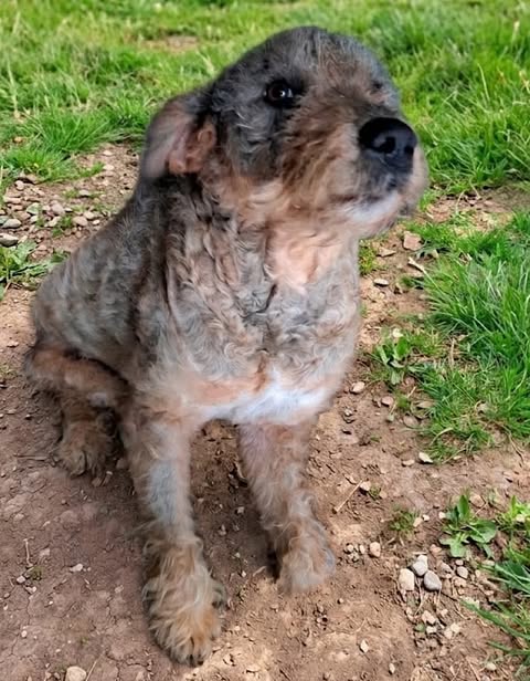 A small dog with curly grey‑and‑brown fur sits on a patch of mixed soil and grass, its lighter chest fur visible as it looks attentively toward the camera. Green grass and scattered small stones form a natural outdoor backdrop.