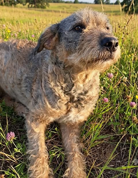 A small, curly‑haired dog with a light brown and grey coat sits in a sunlit grassy field, looking slightly upward. Tall grass, wildflowers, and soft-focus trees fill the background, giving the scene a warm, rural feel.
