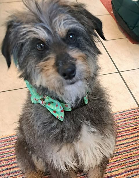 Small shaggy grey‑and‑tan dog sitting indoors on a striped rug, wearing a light green patterned bow tie and looking up toward the camera.