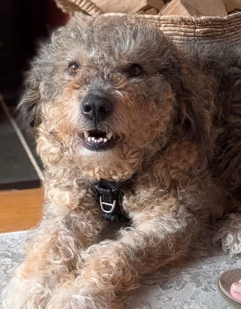 A gray‑and‑tan curly‑haired dog lies on a light rug, wearing a black harness with a metal D‑ring. A woven basket and wooden floor are visible in the background.