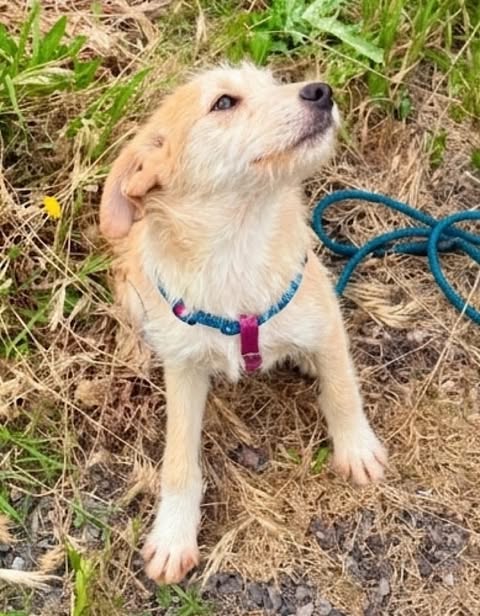 A small tan‑and‑white dog with medium‑length fur sits on dry grass and gravel, wearing a blue collar with a pink tag. The dog looks upward with an alert, gentle expression, and a green rope lies on the ground beside it, with patches of grass and small plants in the background.