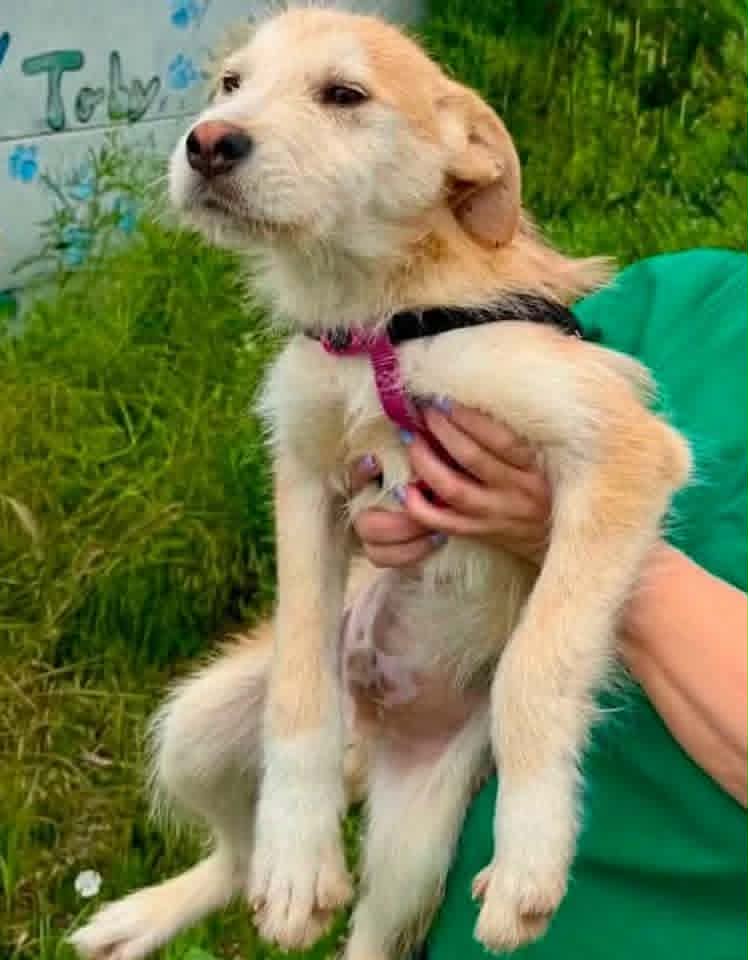 A small light‑coloured dog with short fur and floppy ears is held gently by a person in a green shirt. The dog wears a pink harness and looks slightly to the side, with green grass, plants, and a wall decorated with blue writing and paw prints in the background.