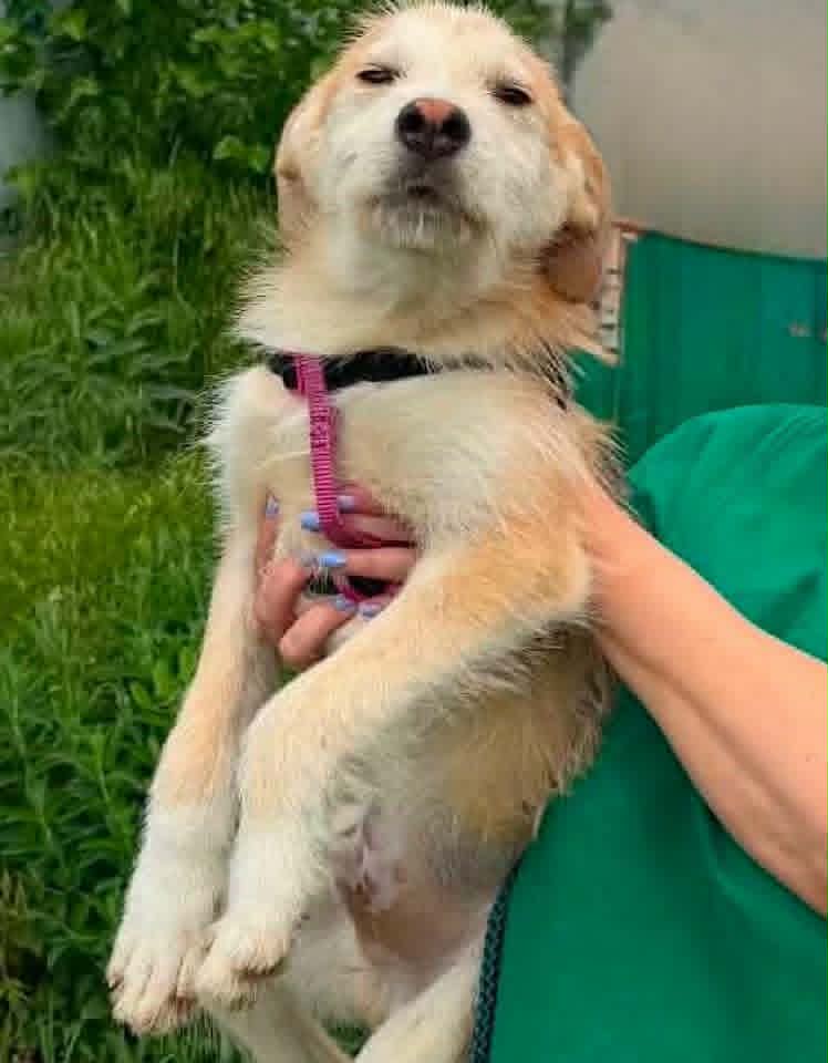 A small light‑brown and white puppy with a short, scruffy coat is held securely by a person in a green shirt. The puppy wears a pink and black harness and looks slightly off to the side, with green vegetation and part of a building or fence in the background.