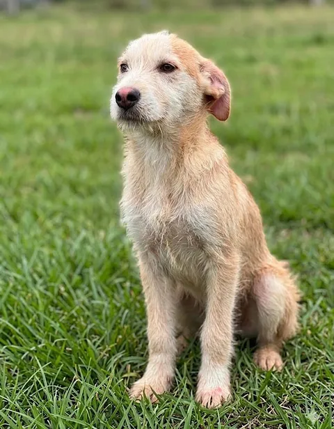 A light tan, medium‑furred dog sitting on green grass, looking slightly to the side with its floppy ears relaxed, in an outdoor grassy area with soft, blurred greenery in the background.