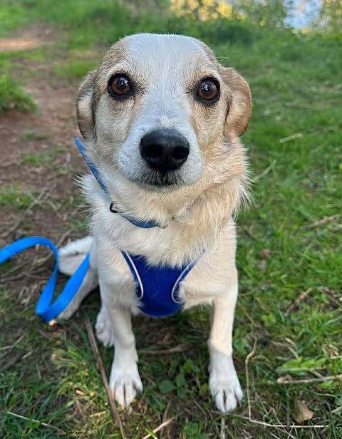 Small light‑coloured dog wearing a blue harness, sitting on grass outdoors and looking toward the camera.