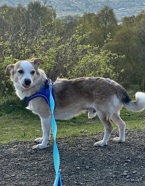 Light brown and white dog standing on a dirt path in a blue harness, with green shrubs and a distant town visible behind it.