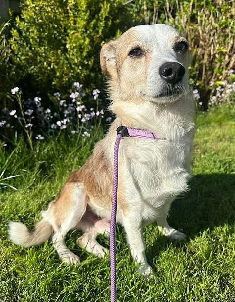 mall white and light brown dog sitting on grass in a garden, wearing a light purple harness and leash with bushes and small white flowers behind it.