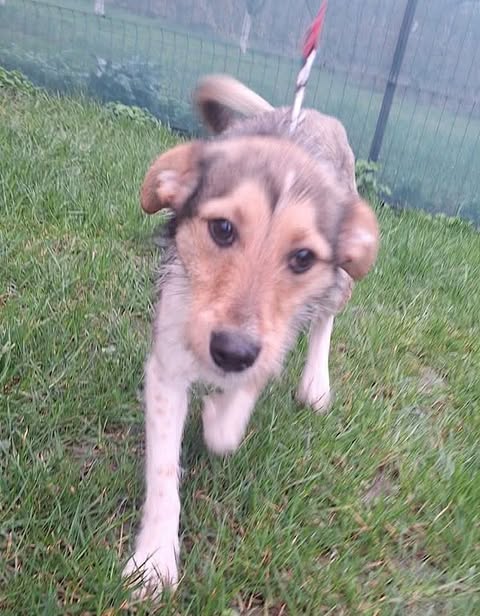 A small dog with light brown and white fur walks on green grass, attached to a leash. A wire fence and vegetation are visible in the background.