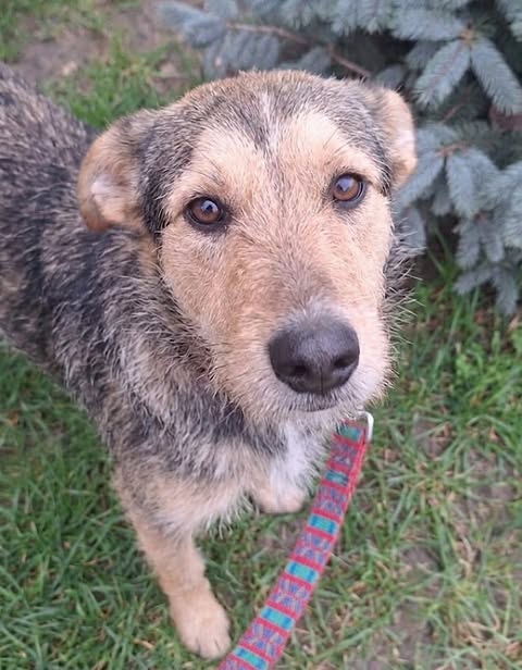  A medium-sized dog with a wiry brown-and-black coat stands on green grass beside a bush with bluish-green needles, looking directly at the camera. A red-and-blue patterned leash is attached to its collar.