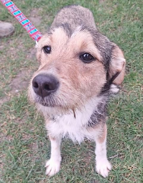 A small dog with brown, black, and white fur stands on grass, looking up toward the camera. It wears a collar with a red‑and‑blue patterned leash attached.