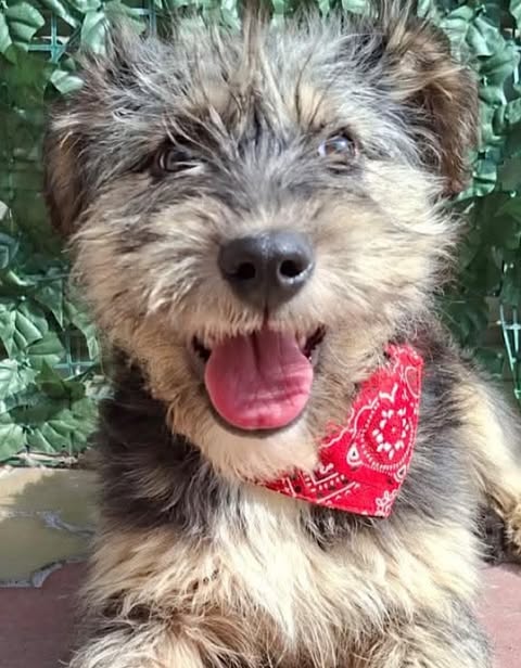 A small fluffy dog with light brown and grey fur wears a red paisley bandana and looks toward the camera with its mouth open in front of green foliage.