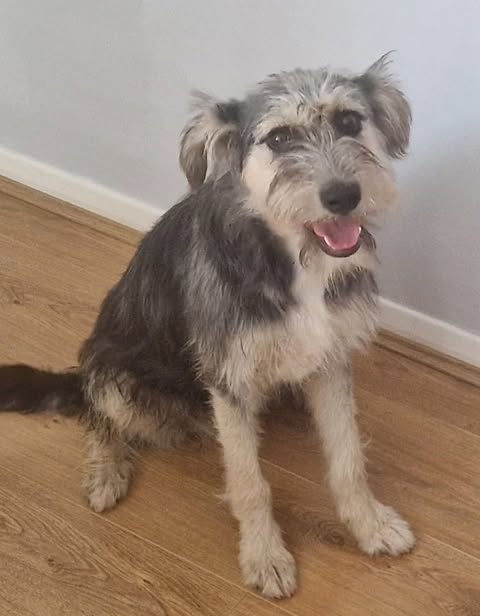 A medium‑sized dog with a wiry grey coat sits on a wooden floor, looking toward the camera with its mouth open and tongue visible. The dog has lighter fur on its face and legs, floppy ears, and a bearded muzzle, positioned near a light‑coloured wall.