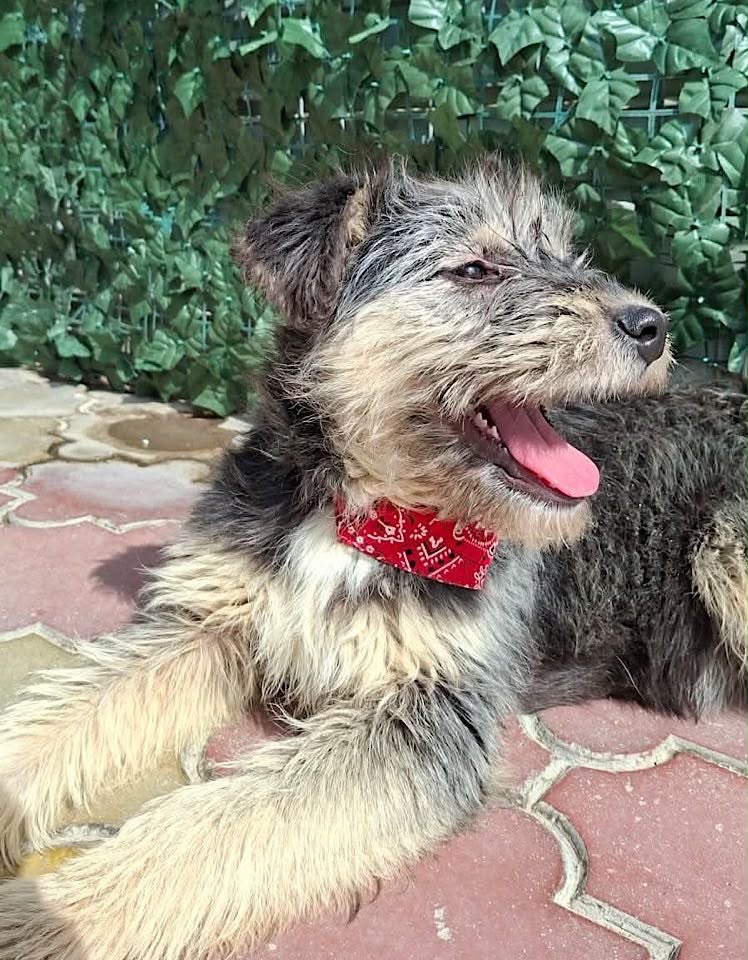 A small, shaggy tan‑and‑brown dog wearing a red patterned bandana lies on a tiled floor with its mouth open and eyes partly closed, in front of a leafy green backdrop.