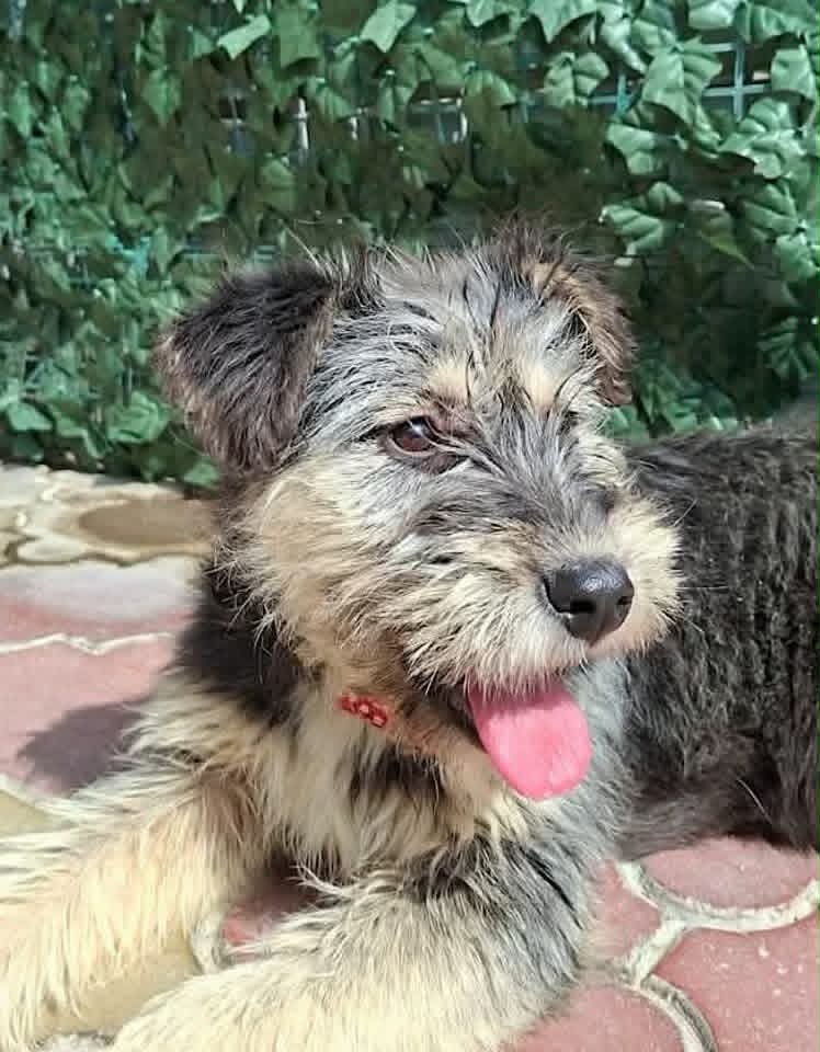 A small, scruffy grey‑tan dog wearing a red collar lies on tiled flooring with its tongue sticking out, against a leafy green backdrop.
