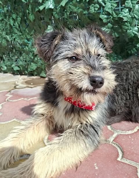 A small, scruffy grey‑tan dog wearing a red patterned collar lies on light brick‑patterned tiles, looking off to the side, with a leafy green backdrop behind it.