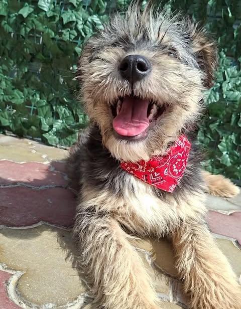 A small, shaggy light‑brown and grey dog wearing a red patterned bandana lies on a tiled floor, mouth open and tongue out, in front of a leafy green backdrop.