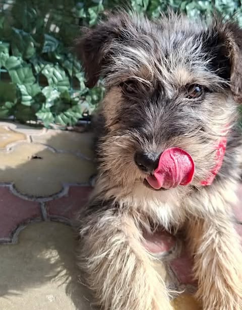 A small, scruffy tan‑and‑black puppy wearing a red collar lies on tiled flooring, licking its nose, with a leafy green backdrop behind it.