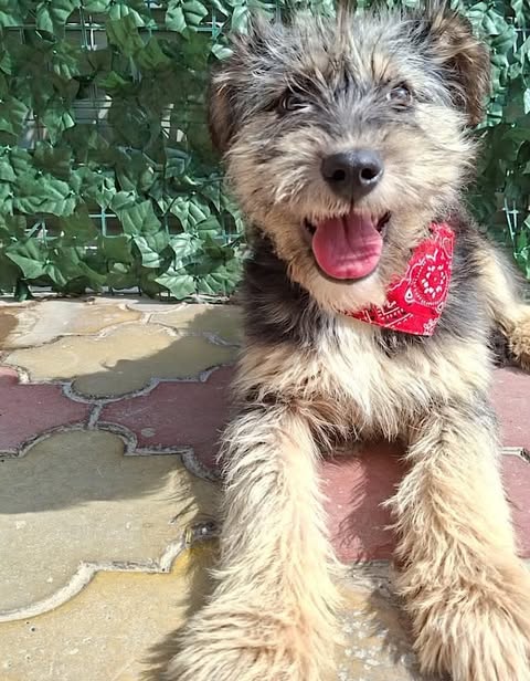 A small, scruffy tan‑and‑black dog wearing a red patterned bandana lies on patterned tiles with its mouth open and tongue out, in front of a leafy green backdrop.