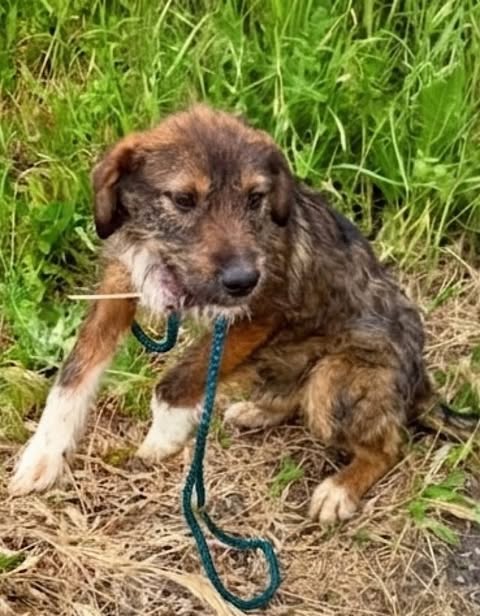 A small to medium‑sized dog with a brown‑and‑black mottled coat and white front paws sits on dry grass and dirt. A loose green rope lies around its neck and on the ground, and tall green grass fills the background.