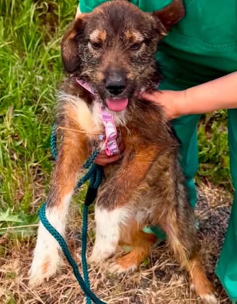 A small brown‑and‑white dog with medium‑length fur is held gently by a person wearing green clothing. The dog wears a pink collar and leash and has its tongue slightly out, with grass and vegetation in the background.