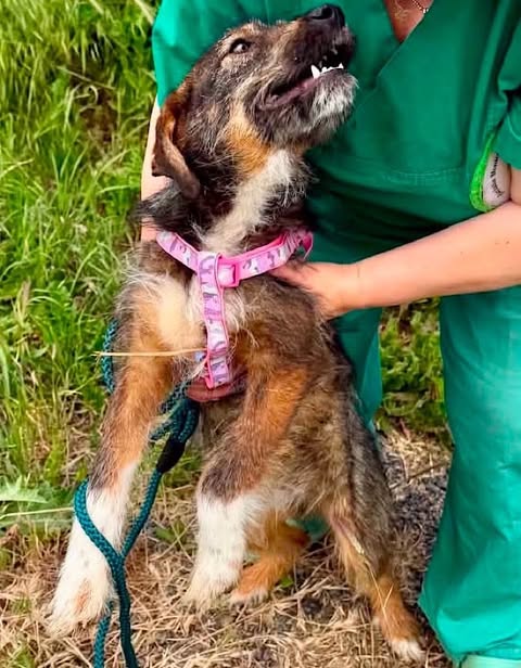 A small scruffy dog with brown, black, and white fur is held by a person wearing green clothing. The dog wears a pink harness and green leash and lifts its head with its mouth open, surrounded by grass and outdoor vegetation.