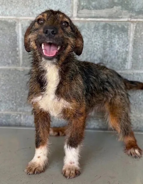 A small brindle‑coated dog with a wiry mix of brown, black, and white fur standing on a smooth grey surface in front of a grey cinder‑block wall, looking alert with its mouth open and ears slightly floppy.